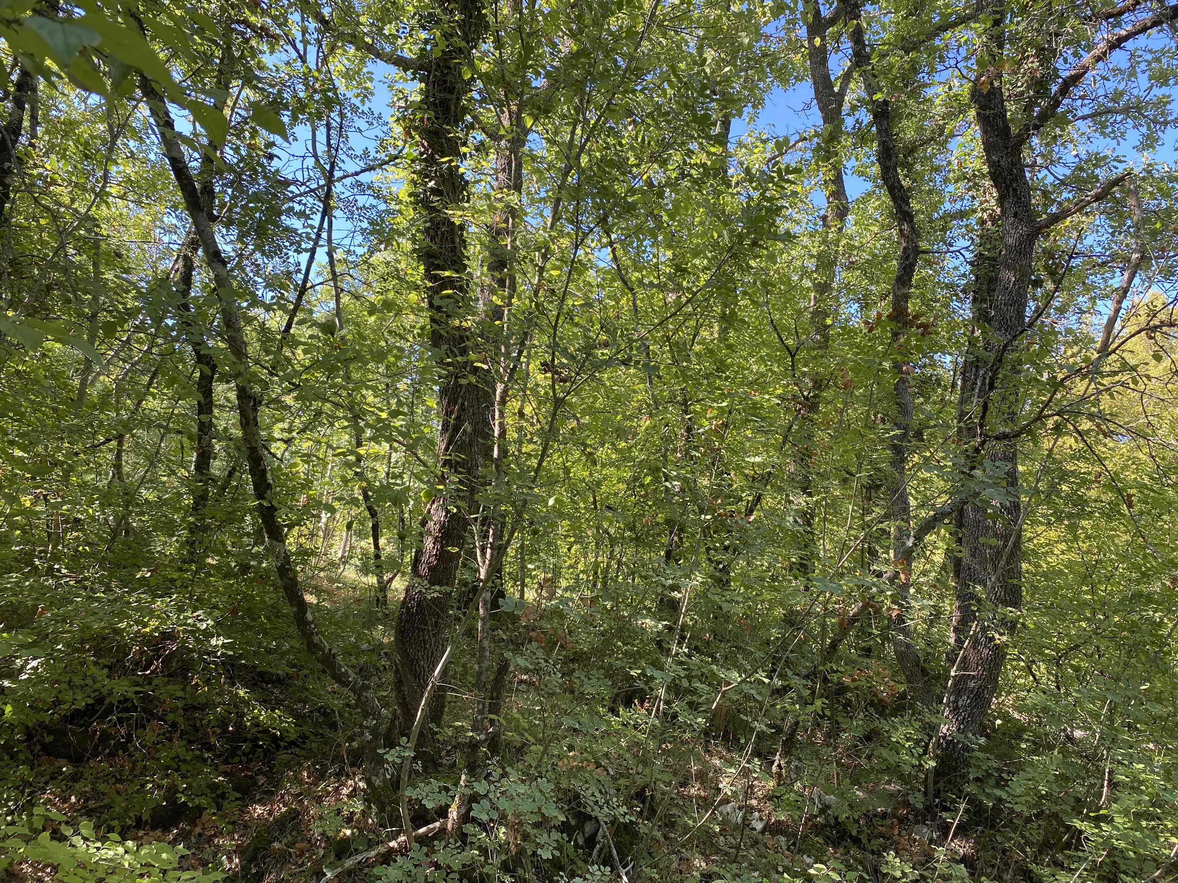 Truffle Hunting in Split Shrink the World